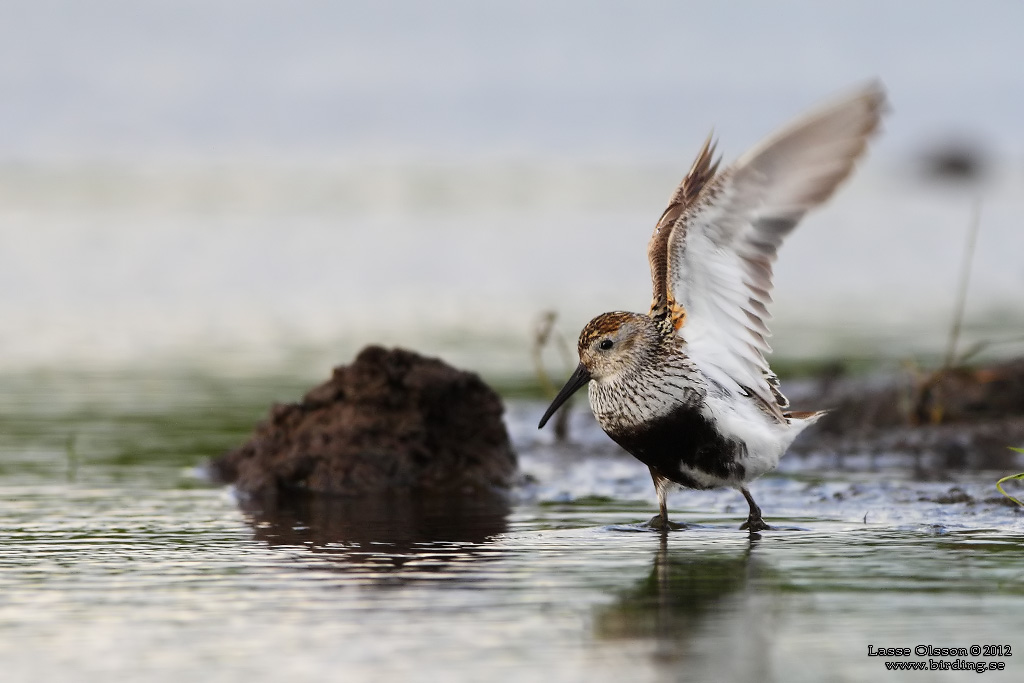 KRRSNPPA Dunlin (Calidris alpina) - Stng / Close