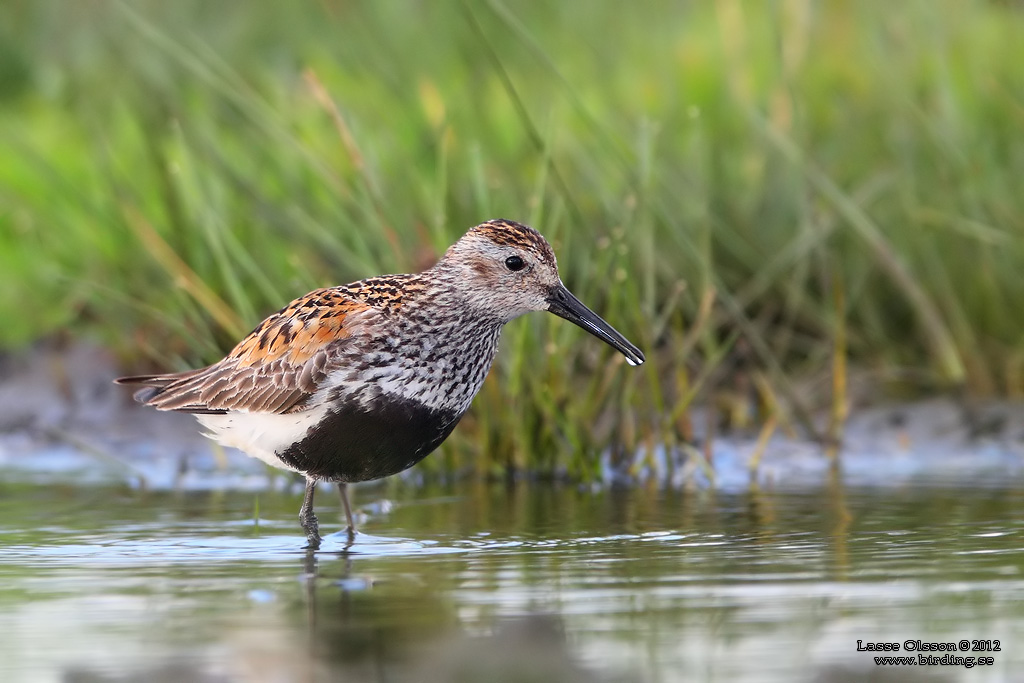 KRRSNPPA Dunlin (Calidris alpina) - Stng / Close