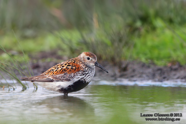 KÄRRSNÄPPA / DUNLIN (Calidris alpina) - stor bild / full size