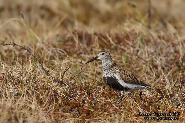 KÄRRSNÄPPA / DUNLIN (Calidris alpina) - stor bild / full size