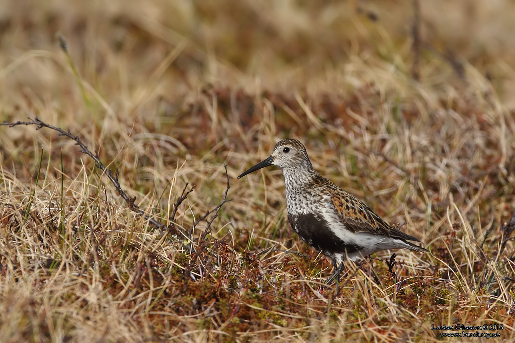 KRRSNPPA Dunlin (Calidris alpina) - Stng / Close