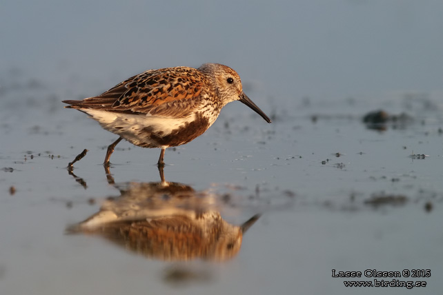 KÄRRSNÄPPA / DUNLIN (Calidris alpina) - stor bild / full size