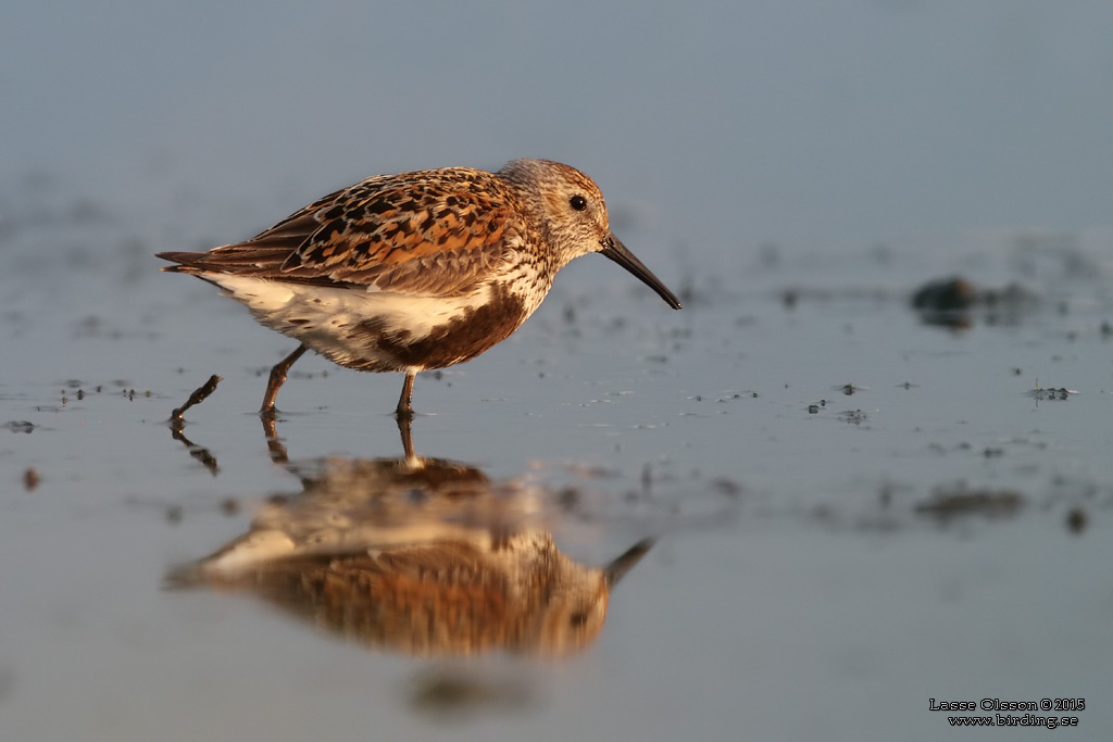 KRRSNPPA Dunlin (Calidris alpina) - Stng / Close