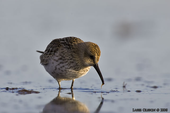 KRRSNPPA / DUNLIN (Calidris alpina) - stor bild / full size