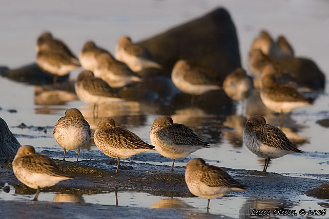 KRRSNPPA Dunlin (Calidris alpina)