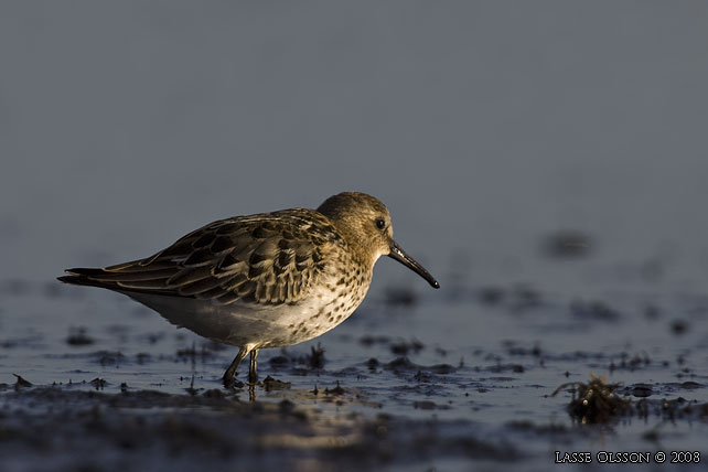 KRRSNPPA / DUNLIN (Calidris alpina) - stor bild / full size