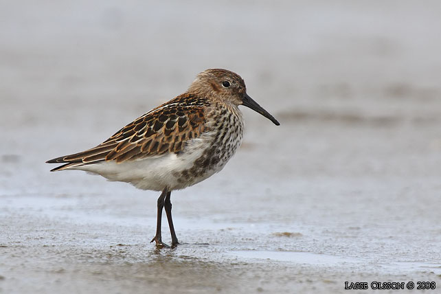 KRRSNPPA / DUNLIN (Calidris alpina) - stor bild / full size