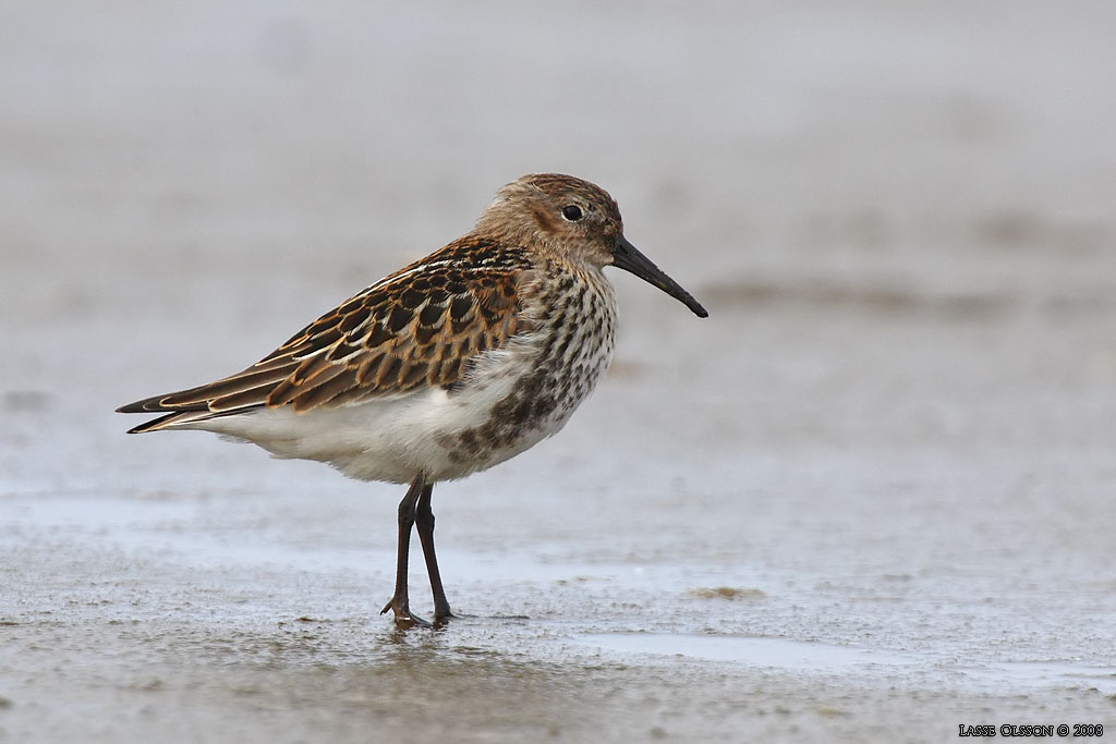 KRRSNPPA Dunlin (Calidris alpina) - Stng / Close