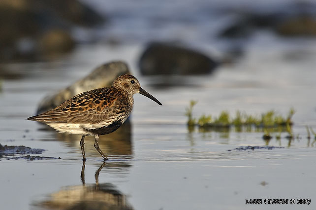 KRRSNPPA / DUNLIN (Calidris alpina) - stor bild / full size