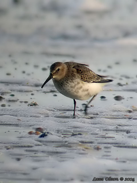 KRRSNPPA Dunlin (Calidris alpina)