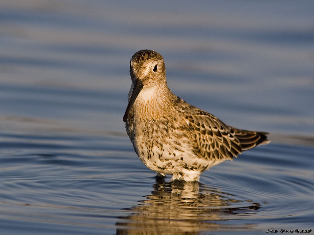 KRRSNPPA Dunlin (Calidris alpina) - Stng / Close