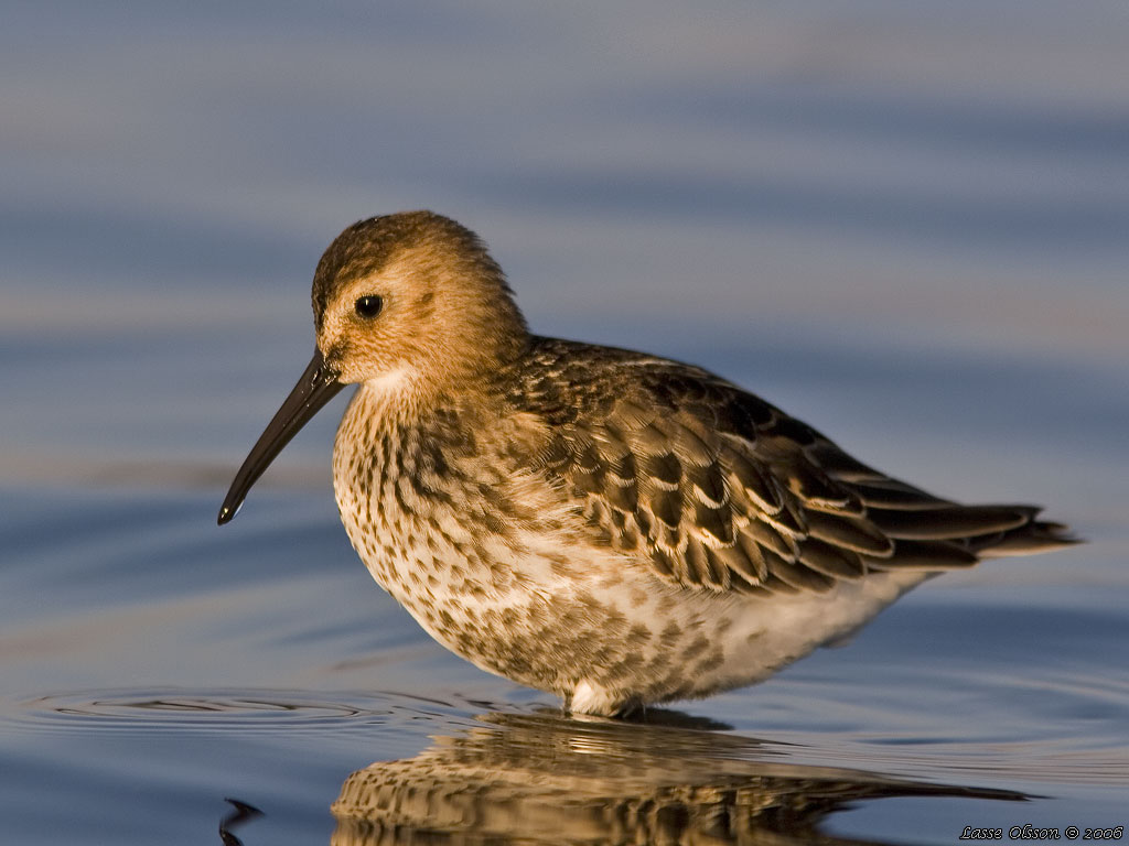 KRRSNPPA Dunlin (Calidris alpina) - Stng / Close