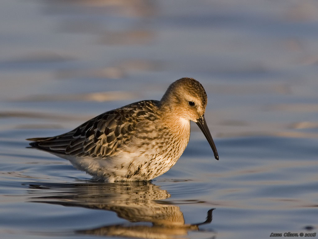 KRRSNPPA Dunlin (Calidris alpina) - Stng / Close