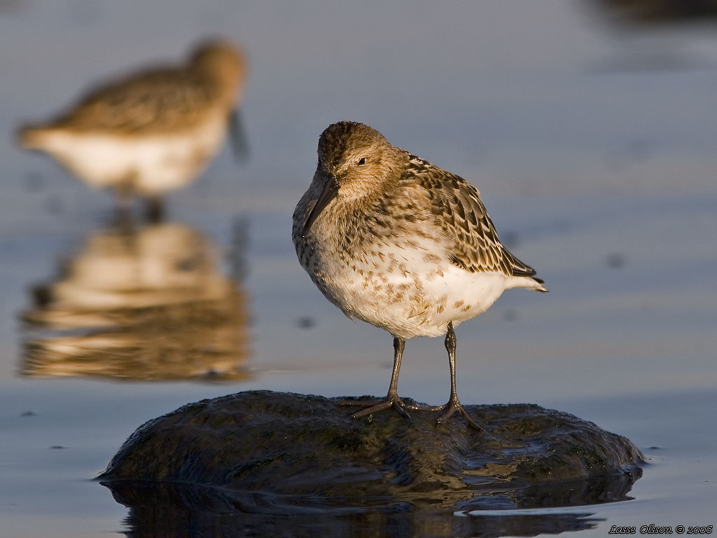 KRRSNPPA Dunlin (Calidris alpina) - Stng / Close