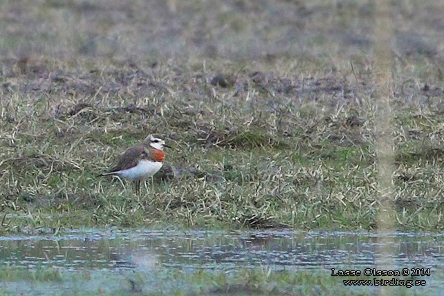 KASPISK PIPARE / CASPIAN PLOVER (Charadrius asiaticus) - stor bild / full size