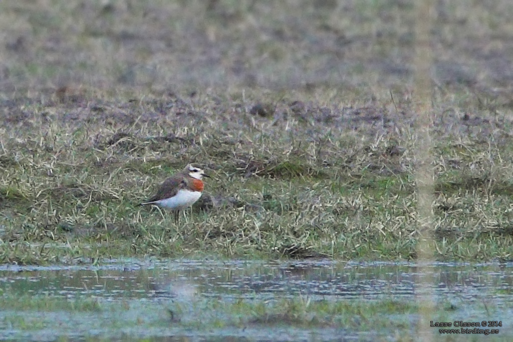 KASPISK PIPARE / CASPIAN PLOVER (Charadrius asiaticus) - Stng / Close