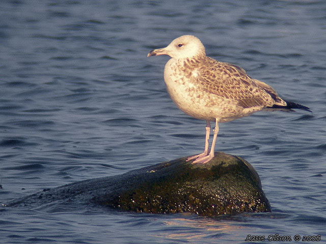 KASPISK TRUT / CASPIAN GULL (Larus cachinnans)