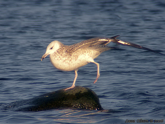 KASPISK TRUT / CASPIAN GULL (Larus cachinnans)