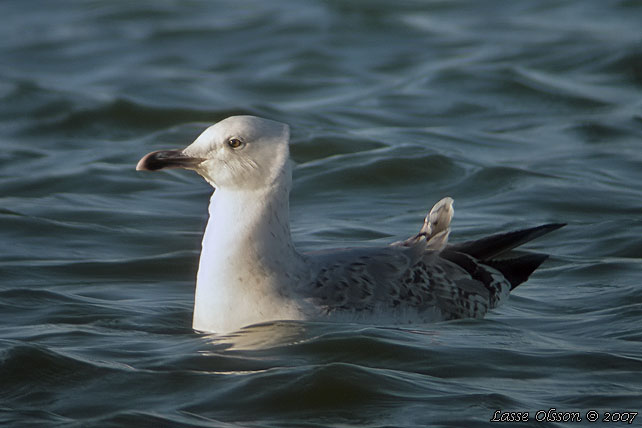 KASPISK TRUT / CASPIAN GULL (Larus cachinnans) - 3K / 3y