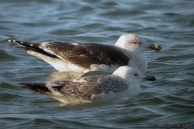 KASPISK TRUT / CASPIAN GULL (Larus cachinnans) - 3K/3y