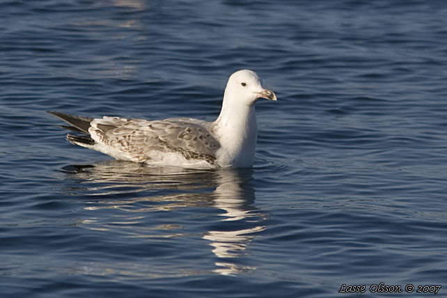 KASPISK TRUT / CASPIAN GULL (Larus cachinnans) - 3k/3y