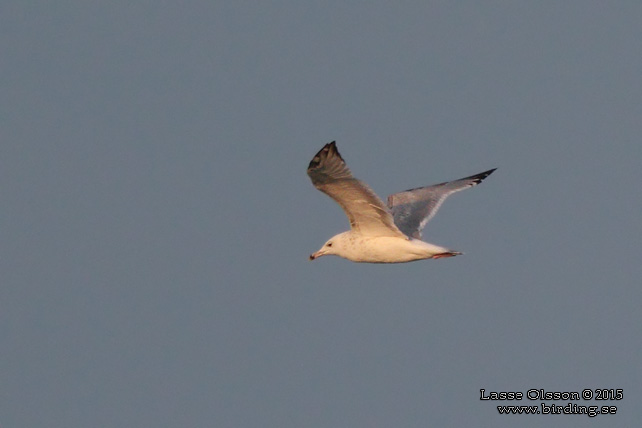 KASPISK TRUT / CASPIAN GULL (Larus cachinnans) - stor bild / full size