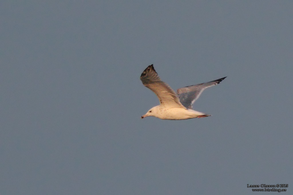 KASPISK TRUT / CASPIAN GULL (Larus cachinnans) - Stng / Close