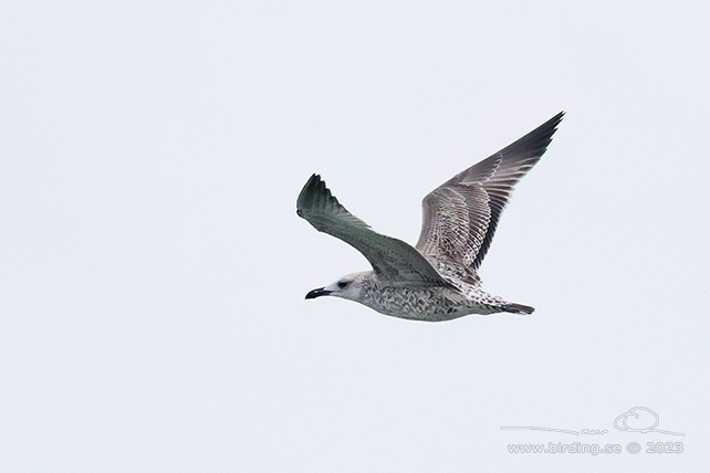 KASPISK TRUT / CASPIAN GULL (Larus cachinnans) - stor bild / full size