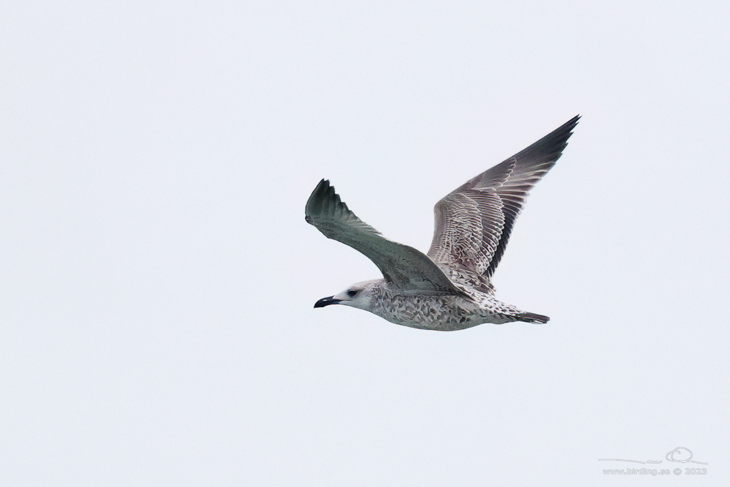 KASPISK TRUT / CASPIAN GULL (Larus cachinnans) - Stng / Close