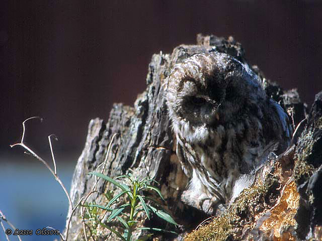 KATTUGGLA / TAWNY OWL (Strix aluco)