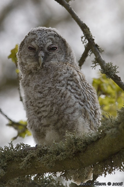 KATTUGGLA / TAWNY OWL (Strix aluco)