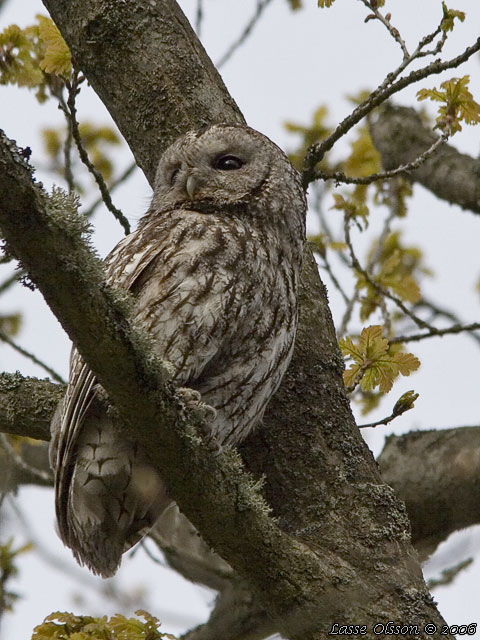 KATTUGGLA / TAWNY OWL (Strix aluco)