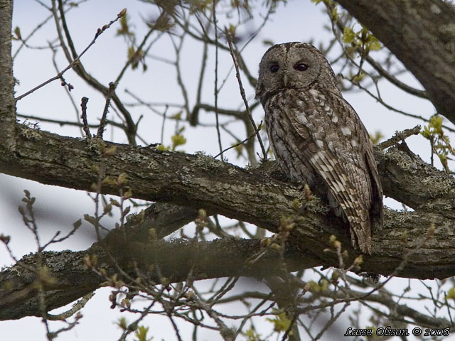 KATTUGGLA / TAWNY OWL (Strix aluco)