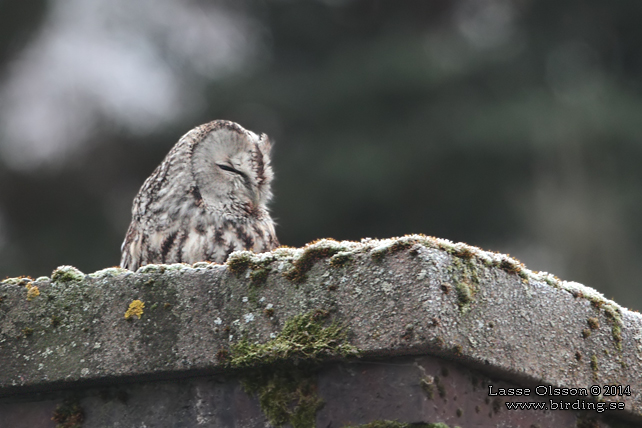 KATTUGGLA / TAWNY OWL (Strix aluco)