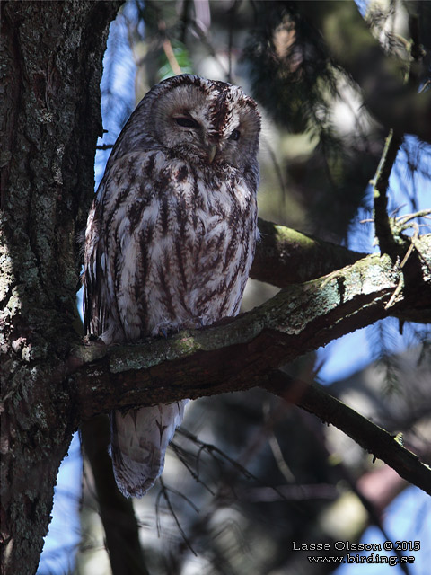 KATTUGGLA / TAWNY OWL (Strix aluco)