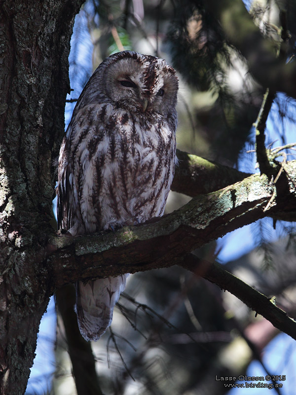 KATTUGGLA / TAWNY OWL (Strix aluco) - Stng / Close