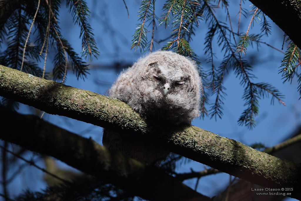 KATTUGGLA / TAWNY OWL (Strix aluco) - Stng / Close