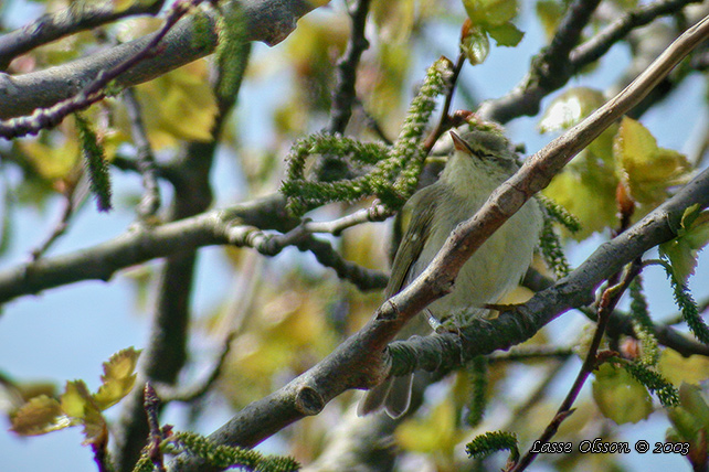 KAUKASISK LUNDSÅNGARE / GREEN WARBLER (Phylloscopus nitidus)