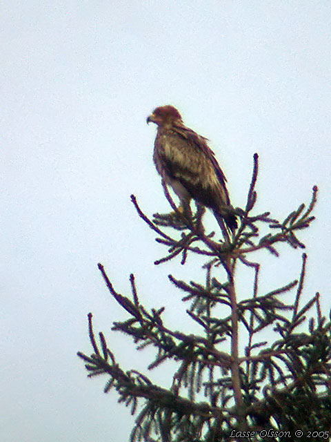 KEJSARRN / EASTERN IMPERIAL EAGLE (Aquila heliaca)