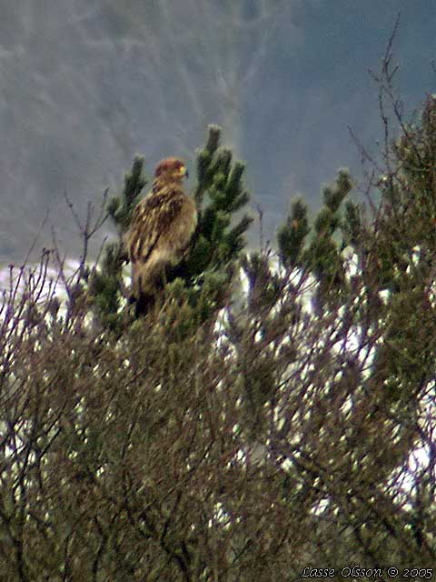 KEJSARRN / EASTERN IMPERIAL EAGLE (Aquila heliaca)