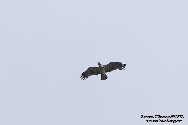 KEJSARÖRN / EASTERN IMPERIAL EAGLE (Aquila heliaca)