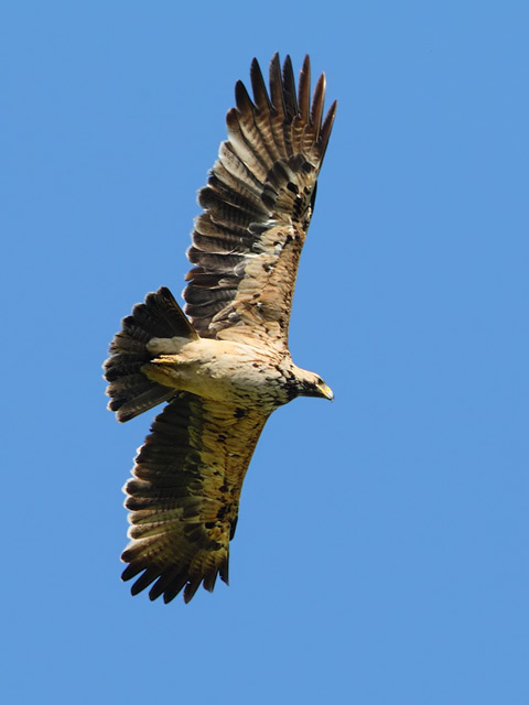 KEJSARÖRN / EASTERN IMPERIAL EAGLE (Aquila heliaca)