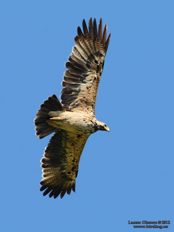 KEJSARRN / EASTERN IMPERIAL EAGLE (Aquila heliaca) - Stng / Close