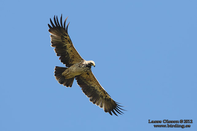 KEJSARÖRN / EASTERN IMPERIAL EAGLE (Aquila heliaca)