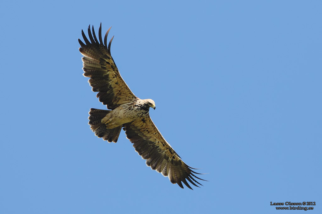 KEJSARRN / EASTERN IMPERIAL EAGLE (Aquila heliaca) - Stng / Close