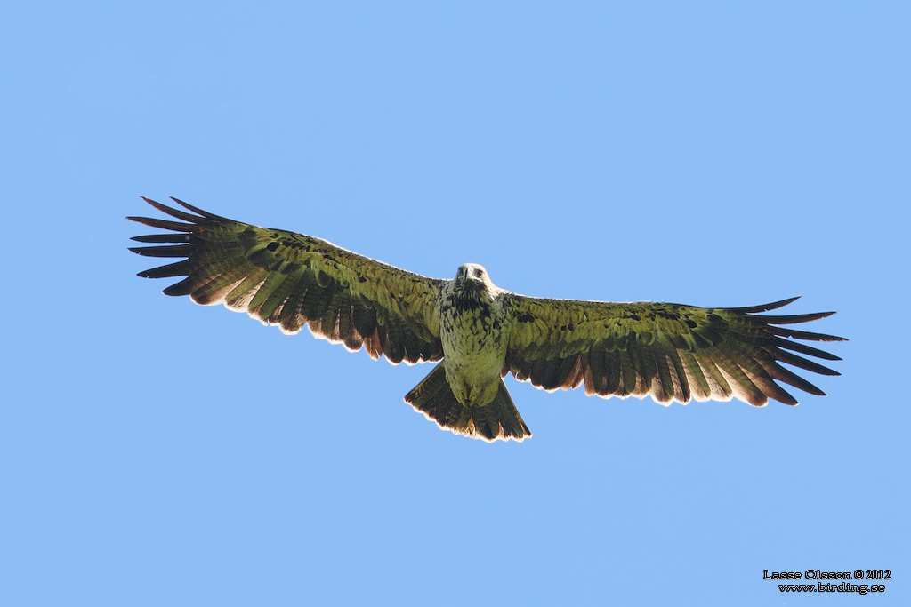 KEJSARRN / EASTERN IMPERIAL EAGLE (Aquila heliaca) - Stng / Close