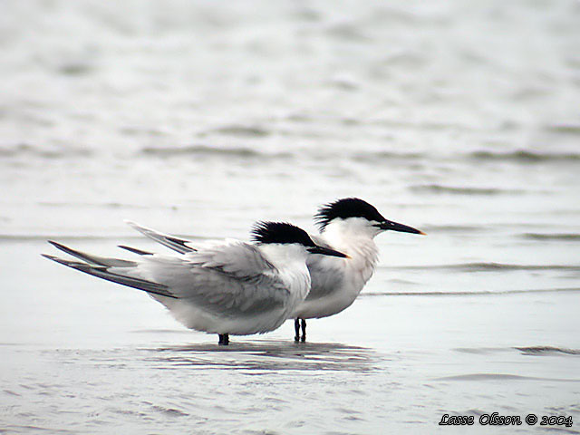 KENTSK TRNA / SANDWICH TERN (Thalasseus sandvicensis)