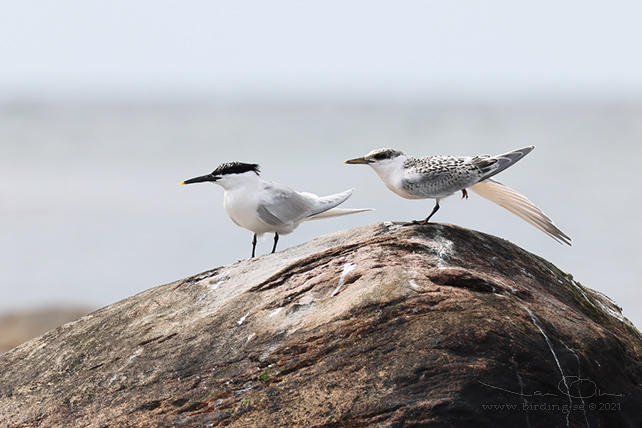 KENTSK TÄRNA / SANDWICH TERN (Thalasseus sandvicensis) - stor bild / full size