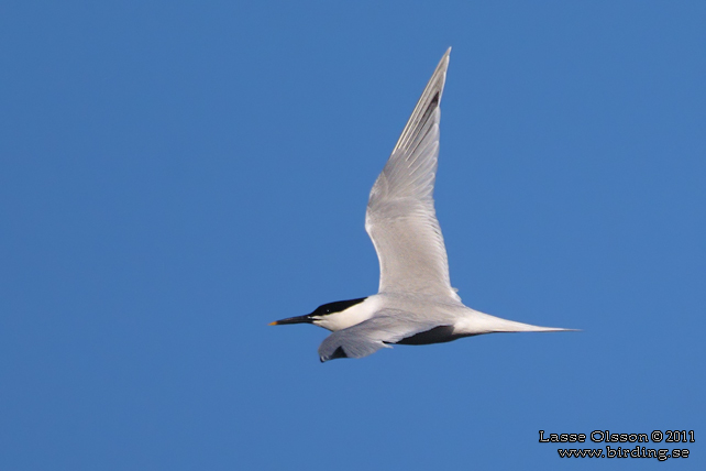 KENTSK TÄRNA / SANDWICH TERN (Thalasseus sandvicensis) - stor bild / full size