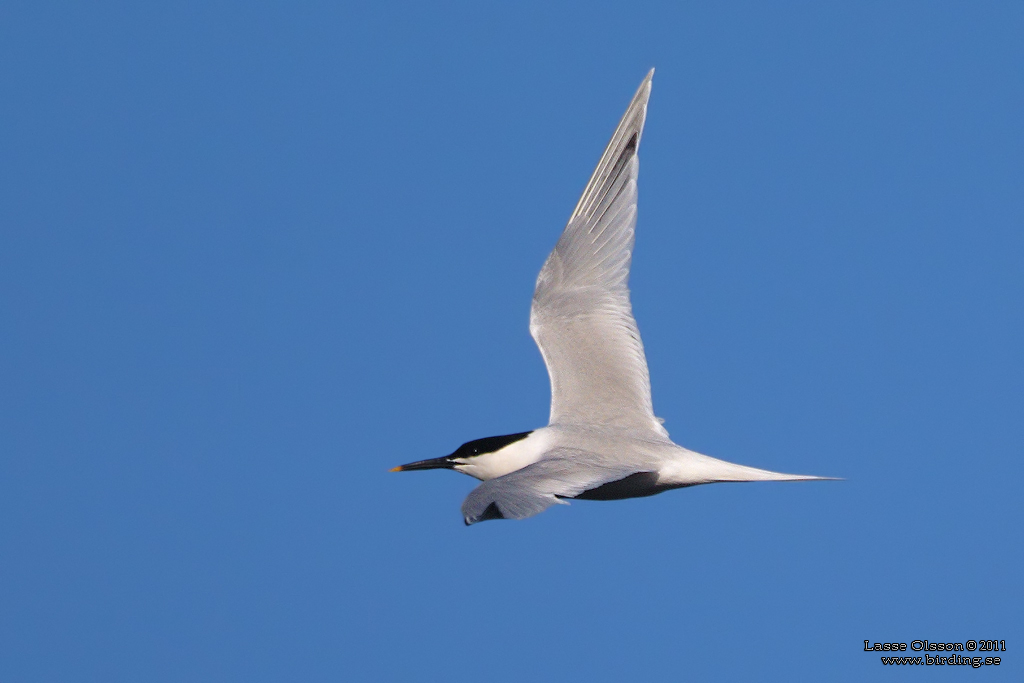 KENTSK TRNA / SANDWICH TERN (Thalasseus sandvicensis) - Stng / Close